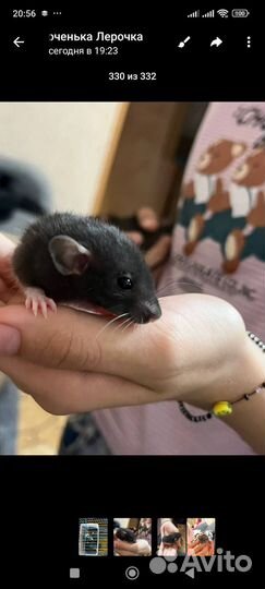 Крыса дамбо