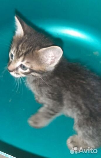 Кошка в дар