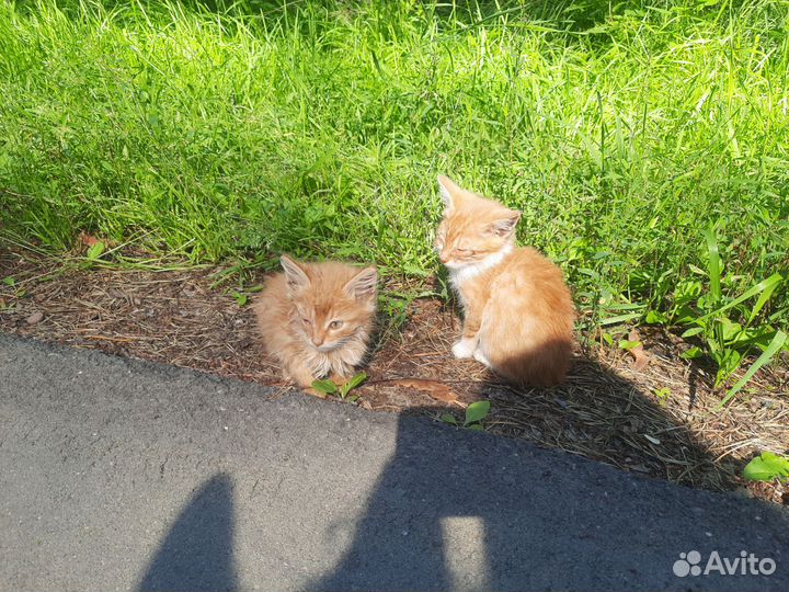 От голода котята ели хлеб