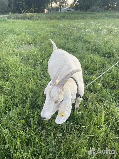 Нубийские козы