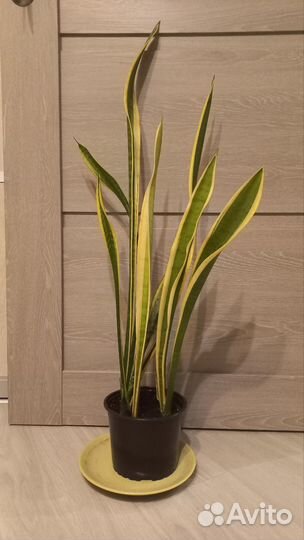 Сансевиерия 80см