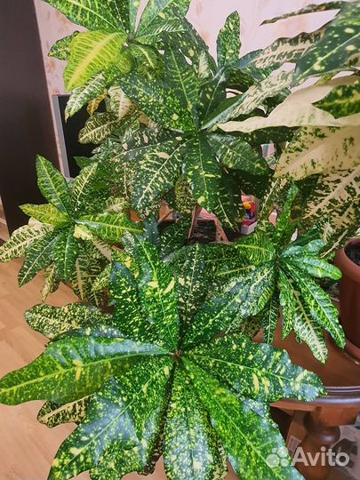 Кодеум (кротон) (комнатное растение)