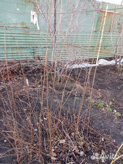 Орех фундук уральский