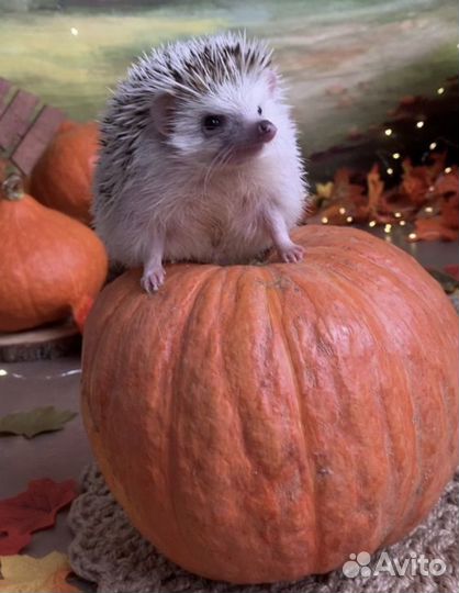 Ежики малыши