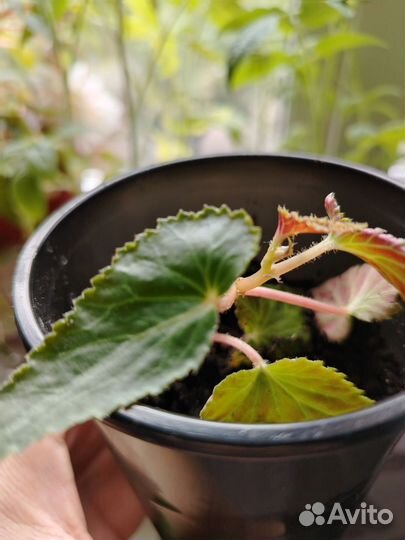 Бегония ампельная белая