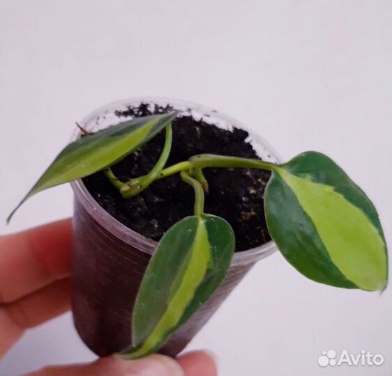 Филодендрон сканденс бразил