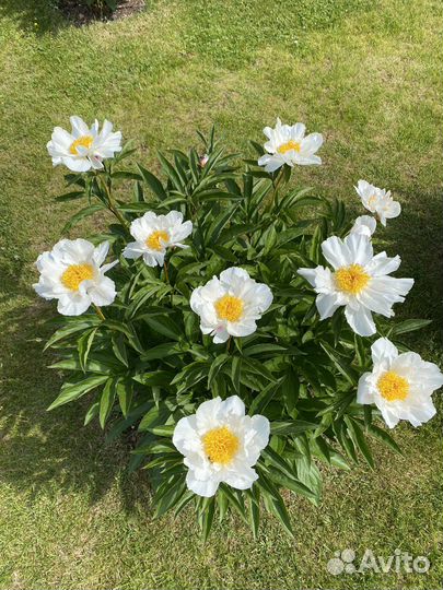 Пионы Moon of Nippon