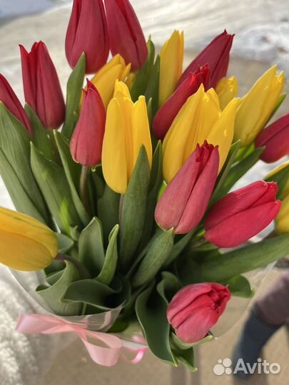 Тюльпаны оптом