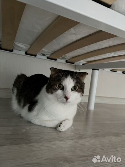 Кот в добрые руки