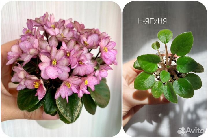 Фиалки разные сорта, размеры и возраста