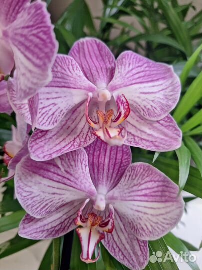 Сортовая Орхидея Фаленопсис - 7