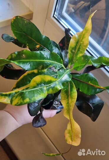 Кротон Мамми