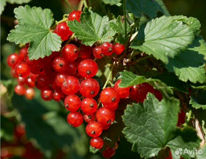 Красная смородина 