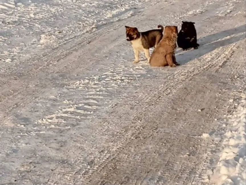 Щенки очень ищут дом