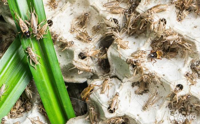 Кормовые животные, Сверчки, Таракан