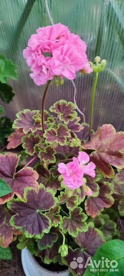 Пеларгонии сортовые