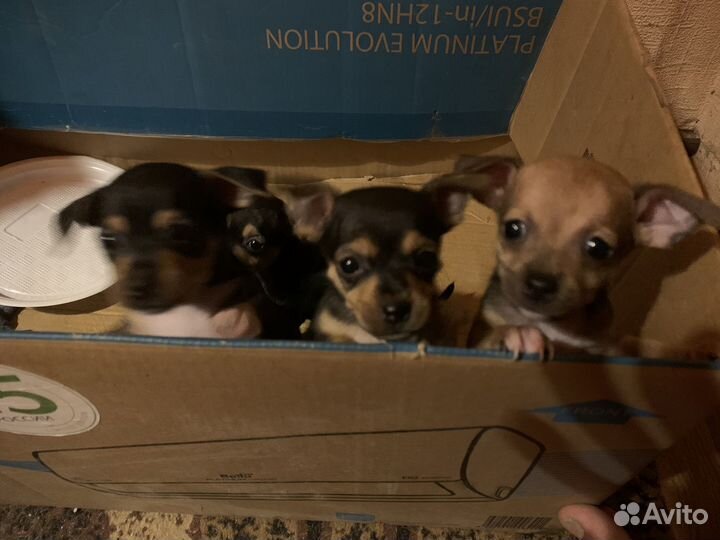 Русский той-терьер