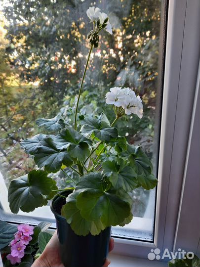 Пеларгония герань белая, пеларгония герань красная