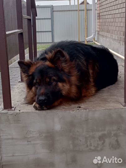 Немецкая овчарка вязка