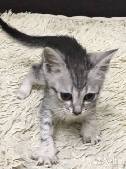 Котенок в семью