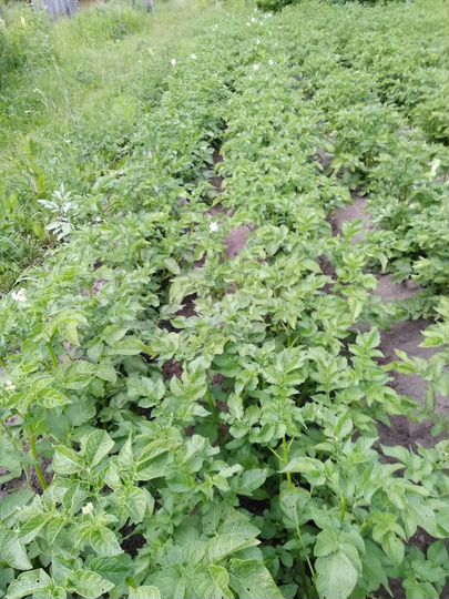 Участок 3 сот. (СНТ, ДНП)