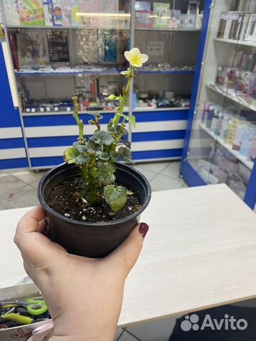 Бегонии в горшке