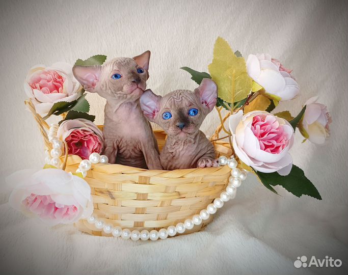 Двэльф котята