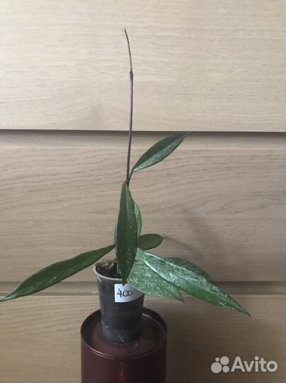 Хойя Грацилис и Публикалис splash