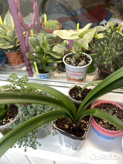 Домашние цветы, суккуленты