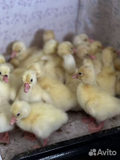 Гусята Линда