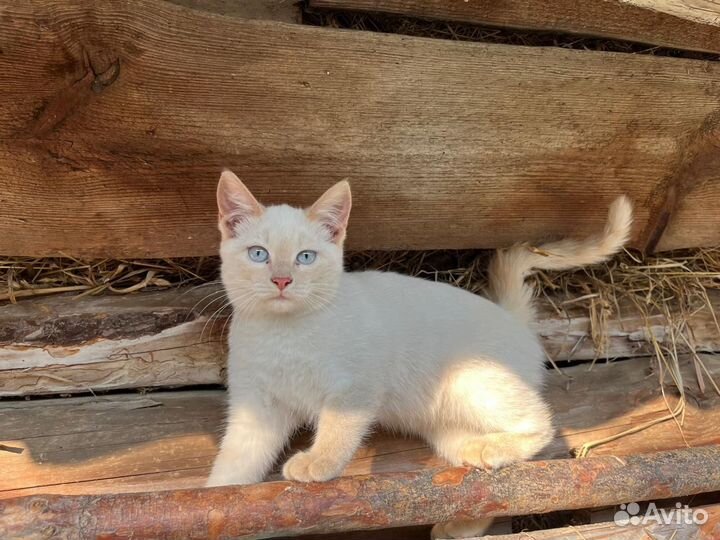 Котята в добрые руки