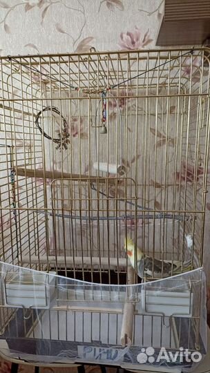 Попугай корелла с клеткой