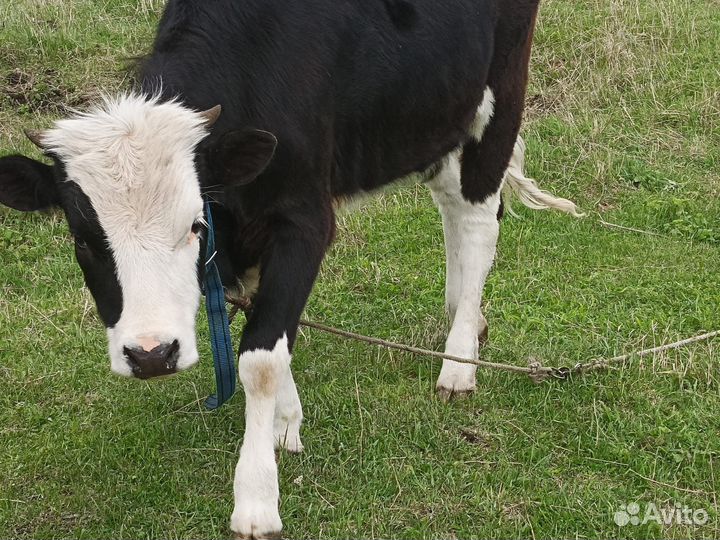 Продам тёлку. 1 год. 45 т. Возможен торг