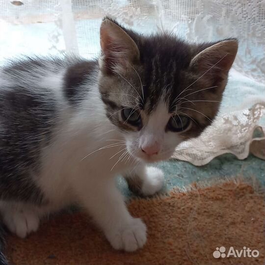 Котята в добрые руки бесплатно