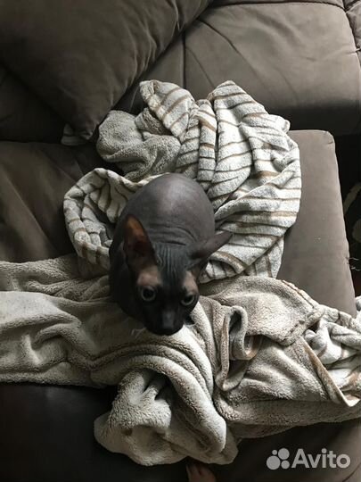 Канадский сфинкс