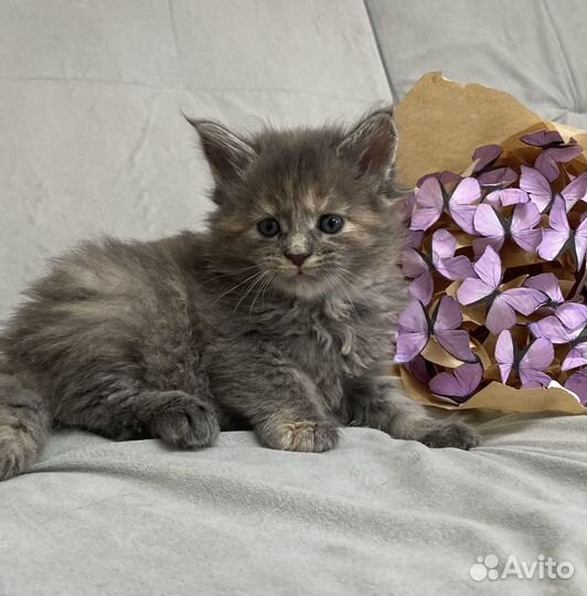 Котятки мейн кун