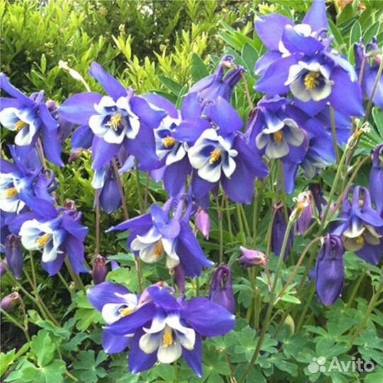 Аквилегия (Водосбор) голубая Spring Magic Blue and