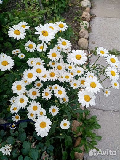 Ромашка, мускари, золотые шары