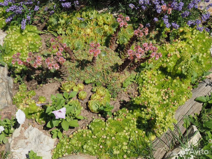 Каменная роза (молодило)