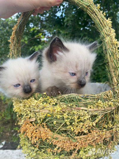 Котята