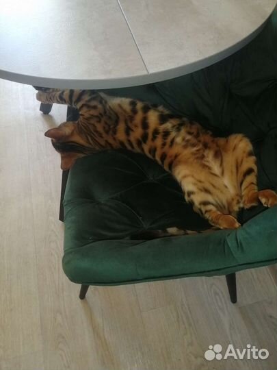 Бенгальский котик