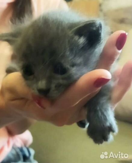 Котята от домашней кошки отдам