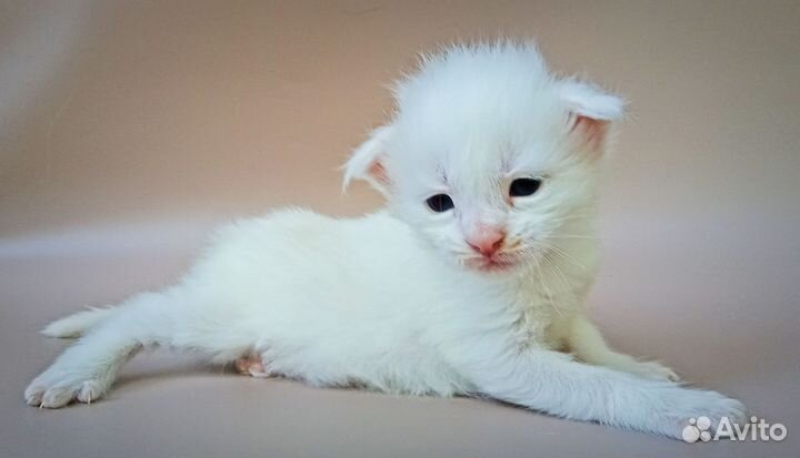 Котята мэйн кун