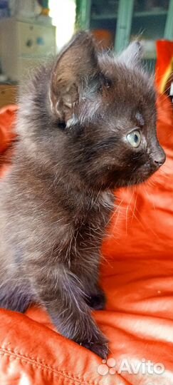 Чёрный котик. Котята в добрые руки 4 недели)