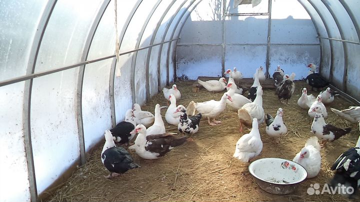 Инкубационное яйцо гусей Линда и индоуток