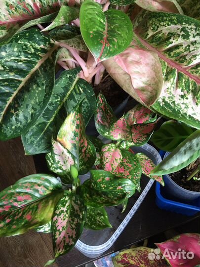 Цветы сансы замики антуриумы калатеи аглаонемы