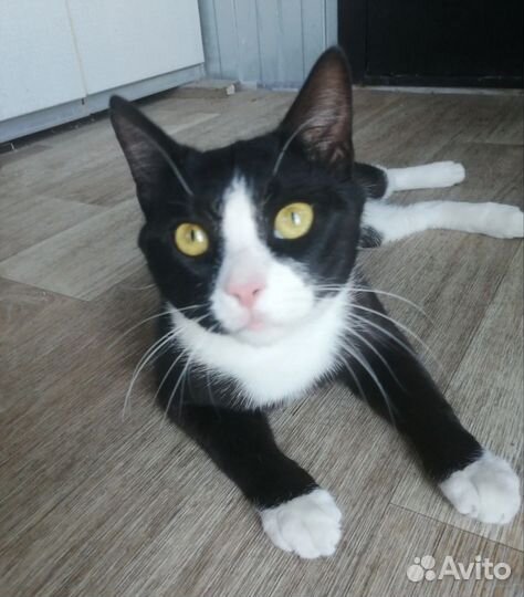 Котик кастрированный