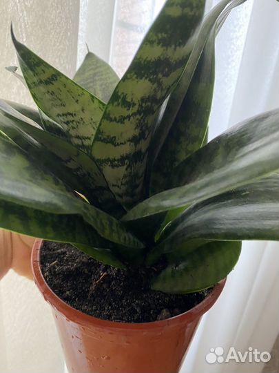 Сансевиерия Ханни. Сансевиерия Муншайн
