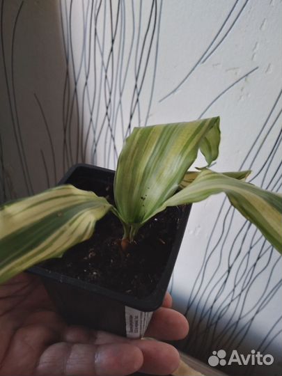 Пальма драцена.дифинбахия