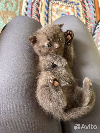 Шотландская